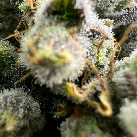 MiscxLAZ #26 C #2 growlog timeline photo