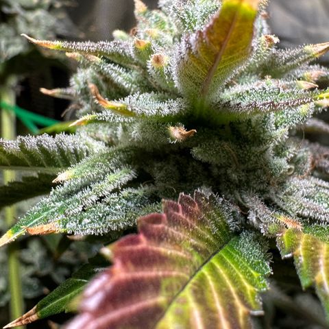 MiscxLAZ #26 C #2 growlog timeline photo