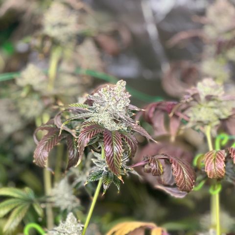 MiscxLAZ #26 C #2 growlog timeline photo