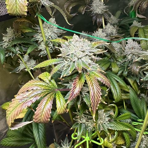 MiscxLAZ #26 C #2 growlog timeline photo