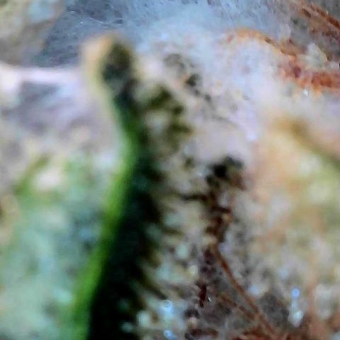 CxLAZ #15 C #1 growlog photo: Mold on one main bud when harvesting