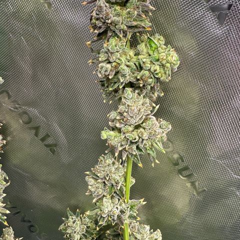 MiscxLAZ #26 C #2 growlog timeline photo