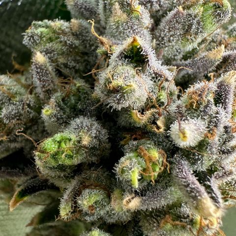 MiscxLAZ #26 C #2 growlog timeline photo