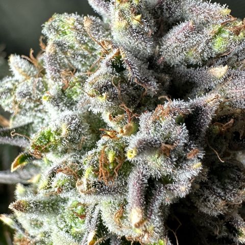 MiscxLAZ #26 C #2 growlog timeline photo
