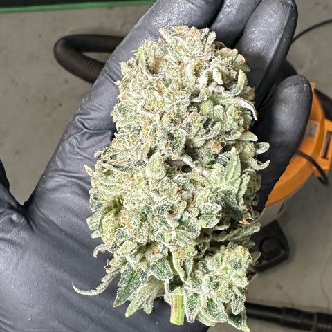 CxLAZ #15 C #1 growlog photo: Moldy main bud