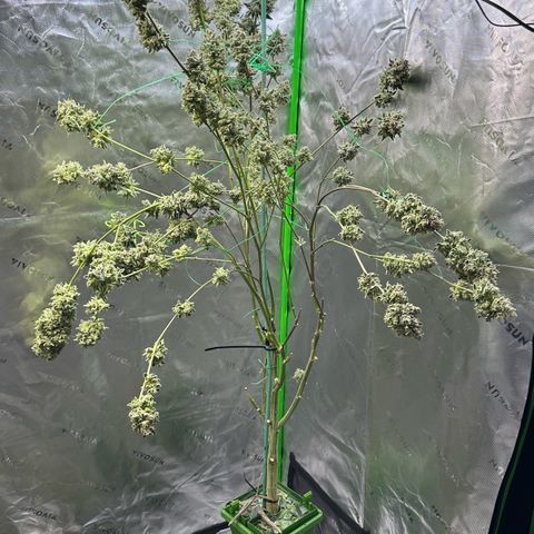 CxLAZ #15 C #1 growlog timeline photo