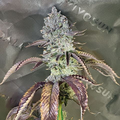 MiscxLAZ #26 C #2 growlog timeline photo