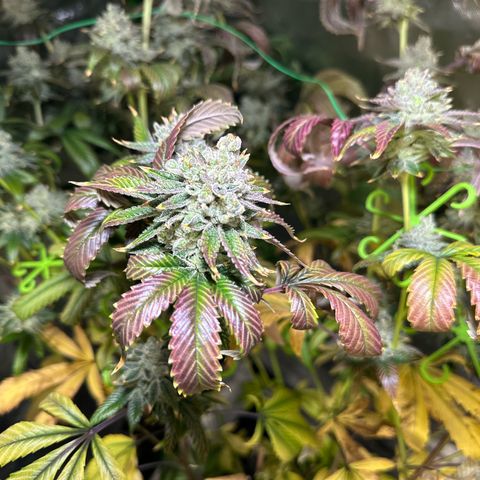MiscxLAZ #26 C #2 growlog timeline photo