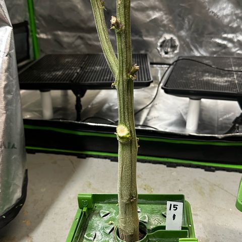 CxLAZ #15 C #1 growlog photo: Moldy main bud
