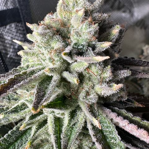MiscxLAZ #26 C #2 growlog timeline photo