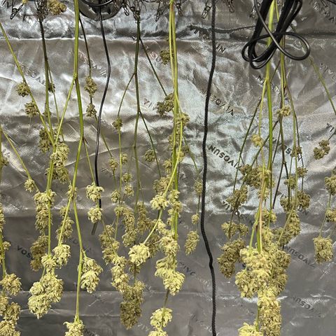 MiscxLAZ #26 C #2 growlog timeline photo
