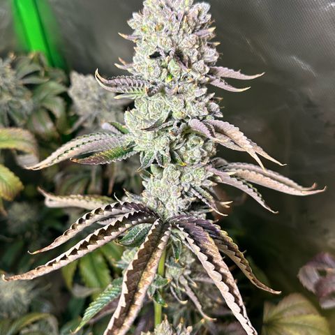 MiscxLAZ #26 C #2 growlog photo: Some male flowers 