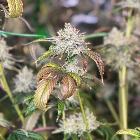 MiscxLAZ #26 C #2 growlog timeline photo
