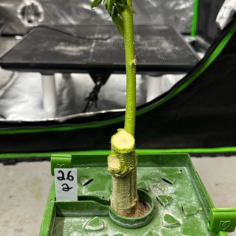 MiscxLAZ #26 C #2 growlog photo: Going to try reveg