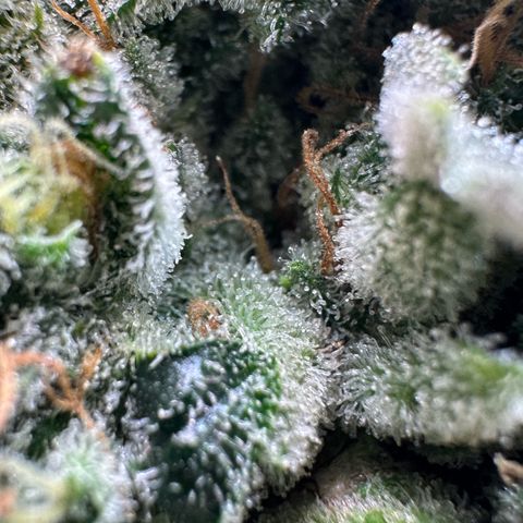 CxLAZ #15 C #1 growlog timeline photo