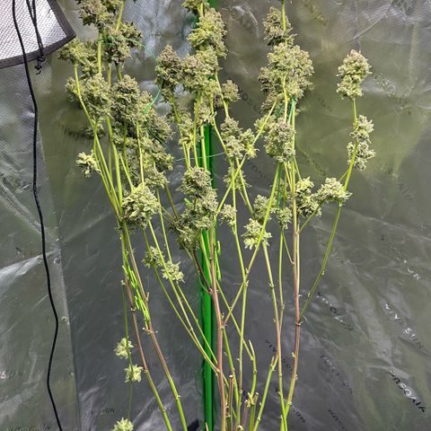MiscxLAZ #26 C #2 growlog timeline photo