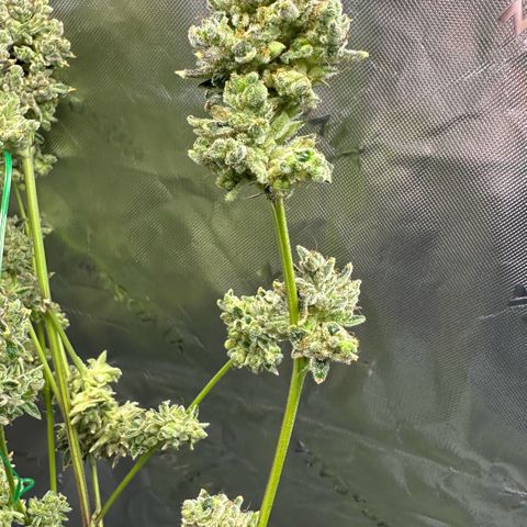MiscxLAZ #26 C #2 growlog timeline photo