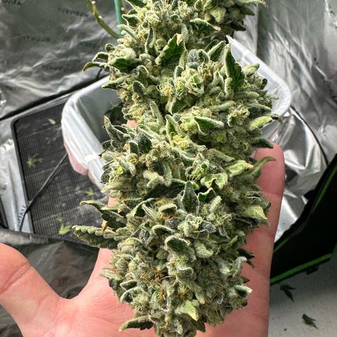 CxLAZ #15 C #1 growlog photo: Mold on one main bud when harvesting