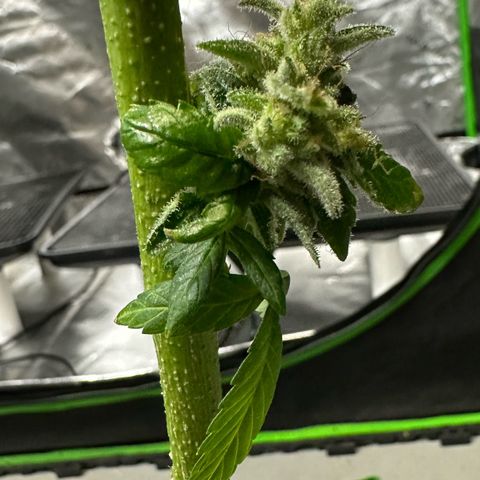 MiscxLAZ #26 C #2 growlog photo: Going to try reveg