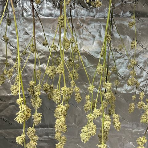 MiscxLAZ #26 C #2 growlog timeline photo