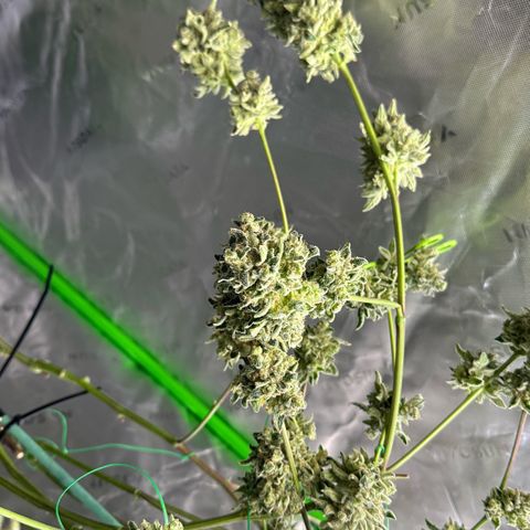 CxLAZ #15 C #1 growlog timeline photo