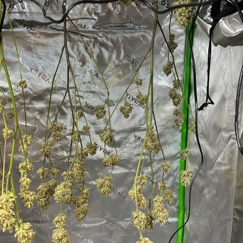 MiscxLAZ #26 C #2 growlog timeline photo