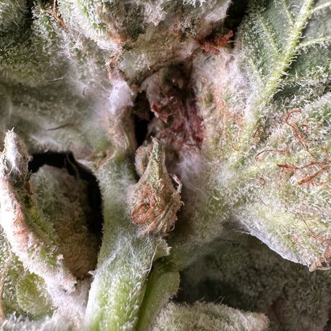 CxLAZ #15 C #1 growlog photo: Moldy main bud