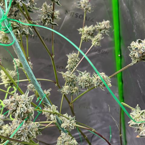 CxLAZ #15 C #1 growlog timeline photo