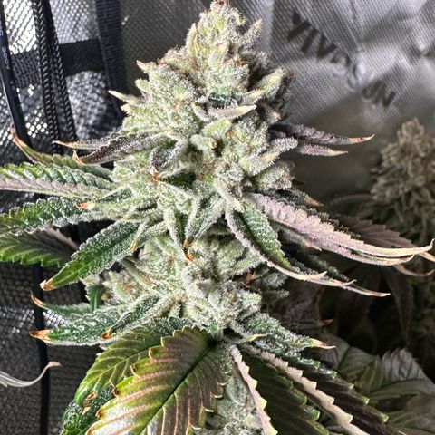 MiscxLAZ #26 C #2 growlog timeline photo