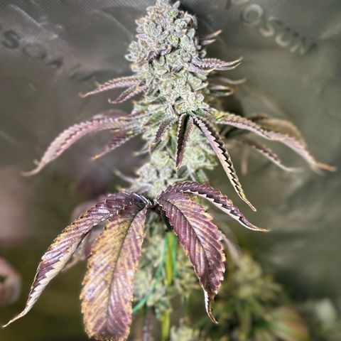 MiscxLAZ #26 C #2 growlog timeline photo