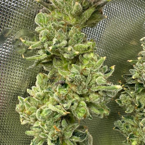MiscxLAZ #26 C #2 growlog timeline photo