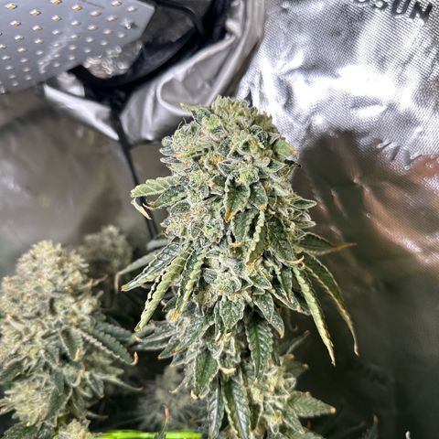 CxLAZ #15 C #1 growlog timeline photo
