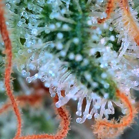 MiscxLAZ #26 C #2 growlog timeline photo