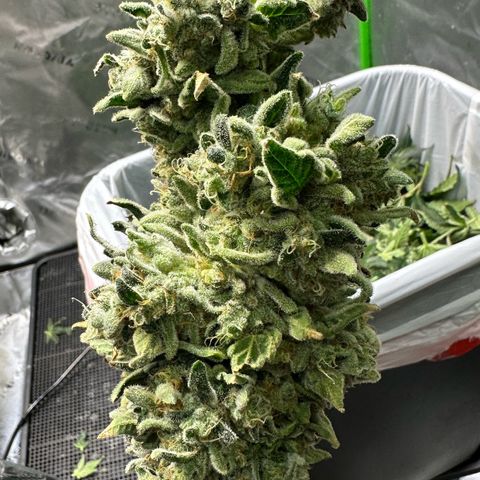 CxLAZ #15 C #1 growlog photo: Mold on one main bud when harvesting
