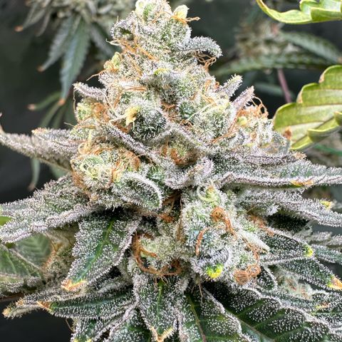 MiscxLAZ #26 C #2 growlog photo: Some male flowers 