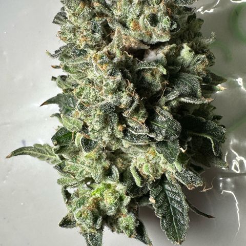 CxLAZ #15 C #1 growlog photo: Moldy main bud