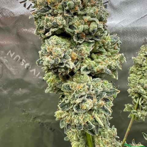 CxLAZ #15 C #1 growlog timeline photo