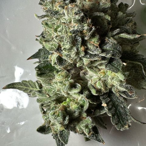 CxLAZ #15 C #1 growlog photo: Moldy main bud