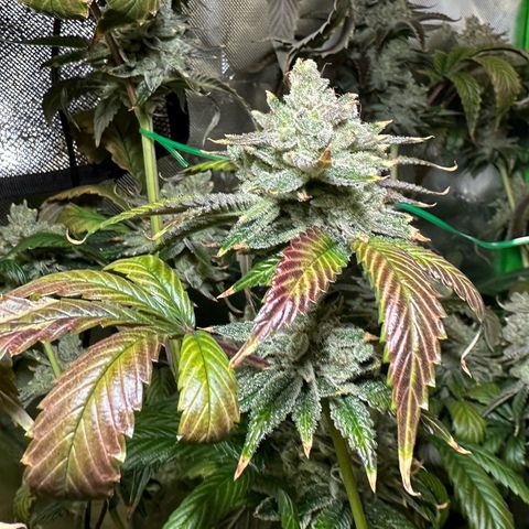 MiscxLAZ #26 C #2 growlog timeline photo