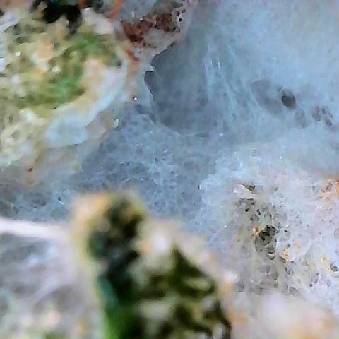 CxLAZ #15 C #1 growlog photo: Mold on one main bud when harvesting