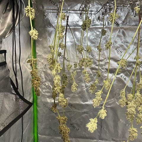 MiscxLAZ #26 C #2 growlog timeline photo