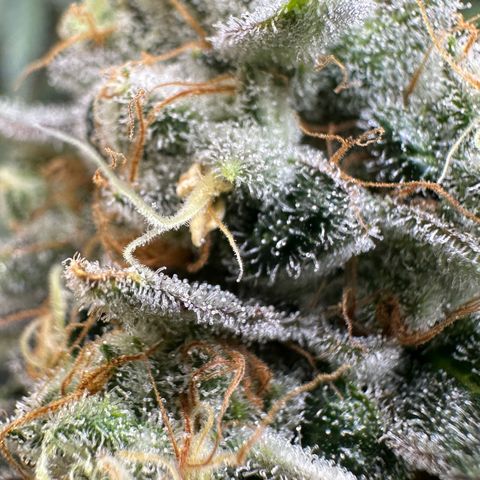 MiscxLAZ #26 C #2 growlog photo: Some male flowers 