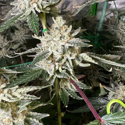 CxLAZ #15 C #1 growlog timeline photo
