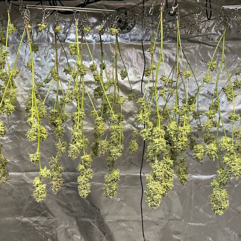 MiscxLAZ #26 C #2 growlog timeline photo