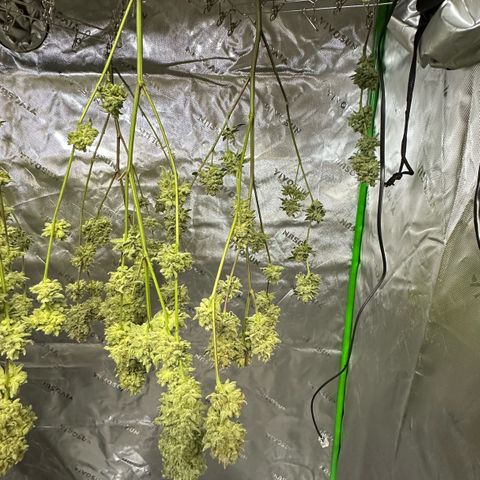 MiscxLAZ #26 C #2 growlog timeline photo