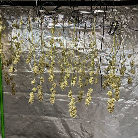 MiscxLAZ #26 C #2 growlog timeline photo