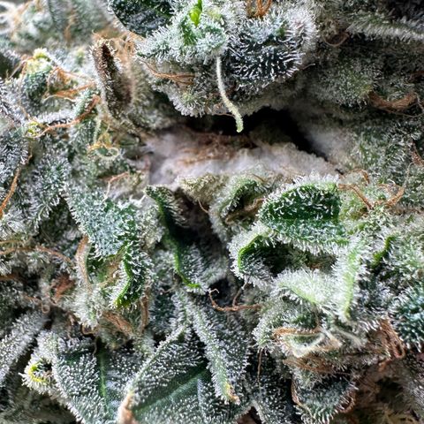CxLAZ #15 C #1 growlog photo: Mold on one main bud when harvesting