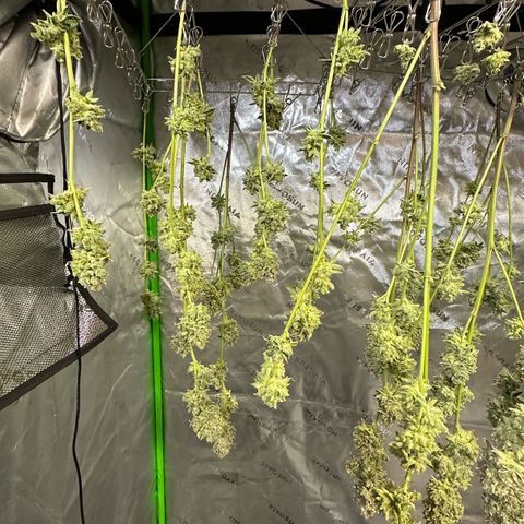 MiscxLAZ #26 C #2 growlog timeline photo