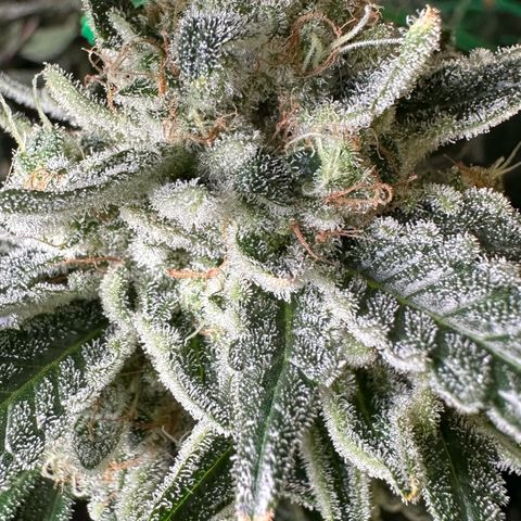 CxLAZ #15 C #1 growlog timeline photo