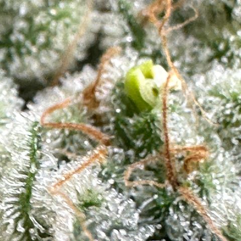 MiscxLAZ #26 C #2 growlog photo: Some male flowers 